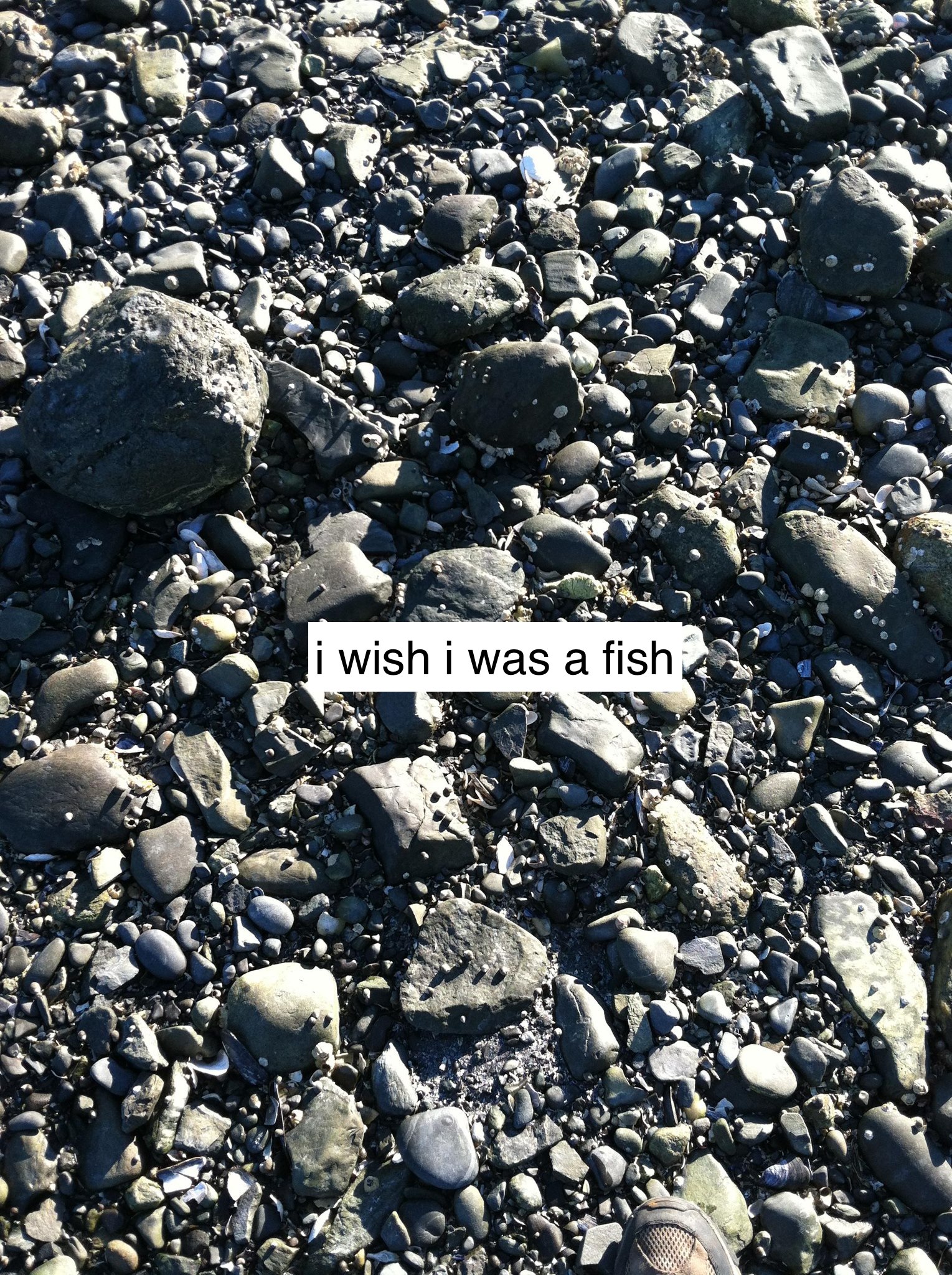wish i was a fish,